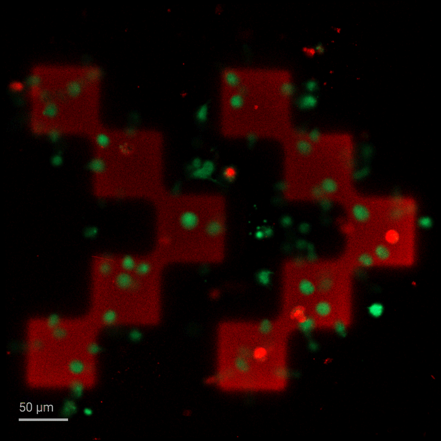 BICO logo printed with Quantum X bio from Advanced BioMatrix bioresin: 3D structure containing living cells printed from a cell-loaded PhotoGel® (GelMA) bioresin.