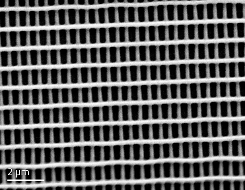 3D-printed bi-grating structure mimicking the coloration structures observed in the Cynandra opis butterfly