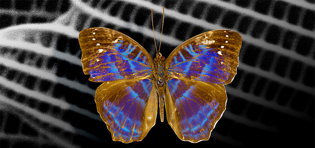 雄のCynandra opis蝶の羽の近接画像