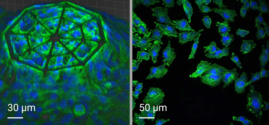 Confocal images depict the 3D glioblastoma cell culture (left) colonizing the entire structure and the 2D flat cellular monolayer (right).