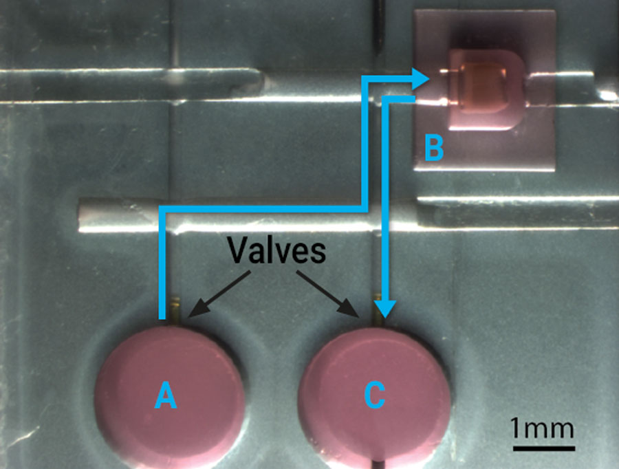 Image of the complete heart-on-a-chip platform.