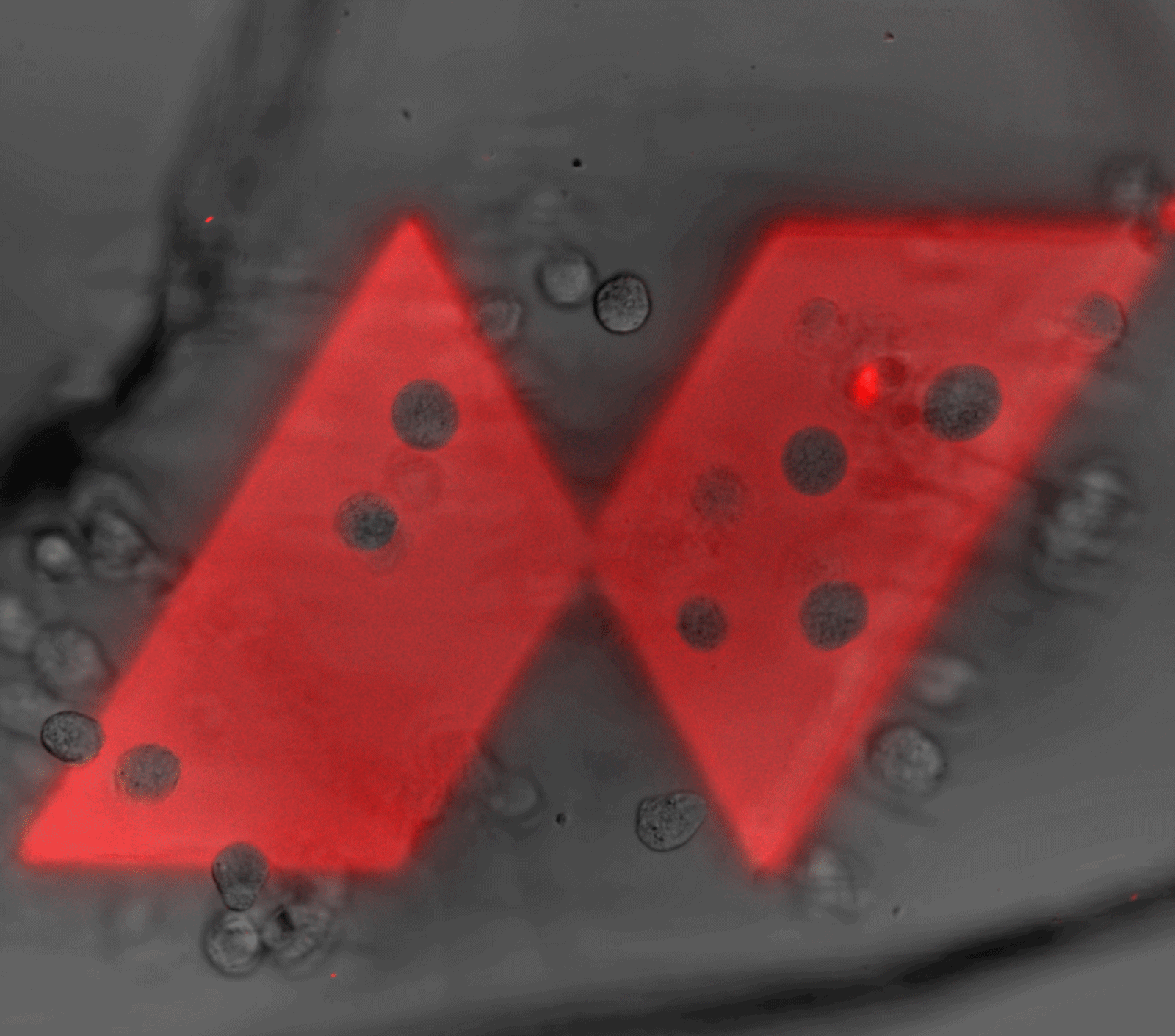 3D printed cells that are alive and truly embedded in the printed structure