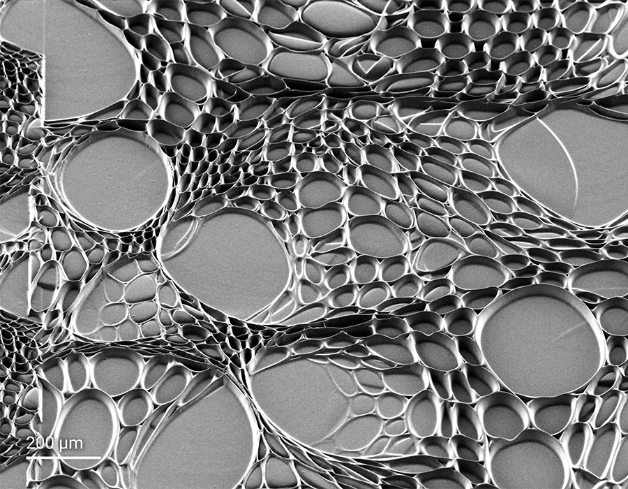 Organic and bio-inspired topographies printed with Nanoscribe’s Two-Photon Grayscale Lithography 2GL® and Quantum X bio