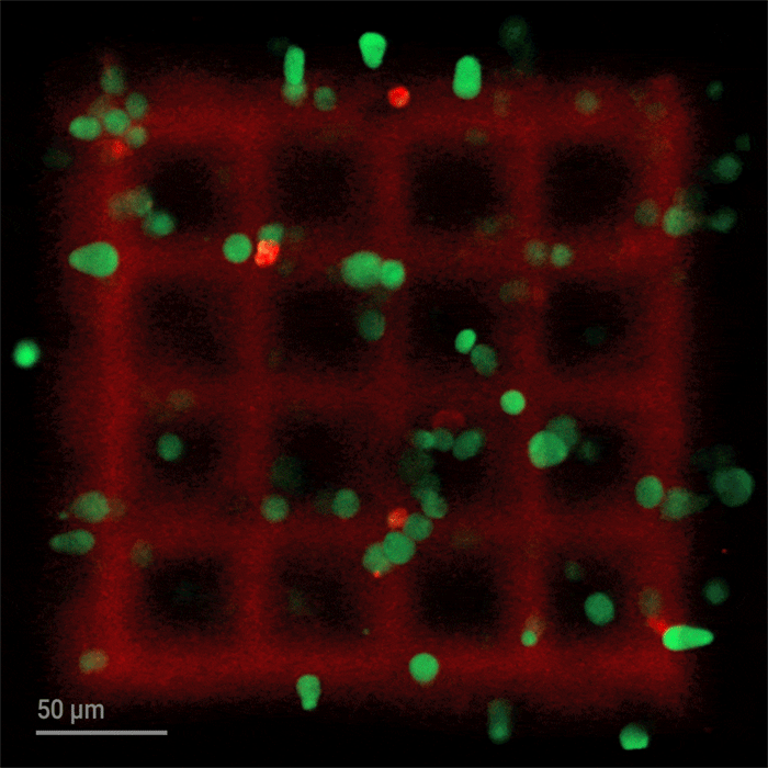 Animierte GIF einer 3D-Struktur mit lebenden NIH 3T3-Fibroblastenzellen, die aus einem zellbeladenen Gelatine-Methacrylat (GelMA)-Biolack gedruckt wurden