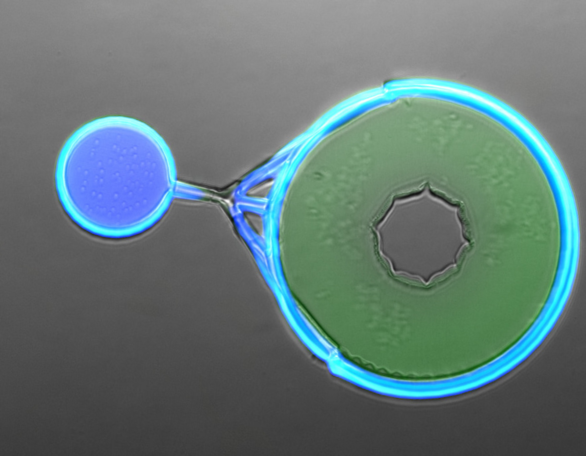 3D printed multicellular microdevice subjected to cantilever-based mechanical stimulation
