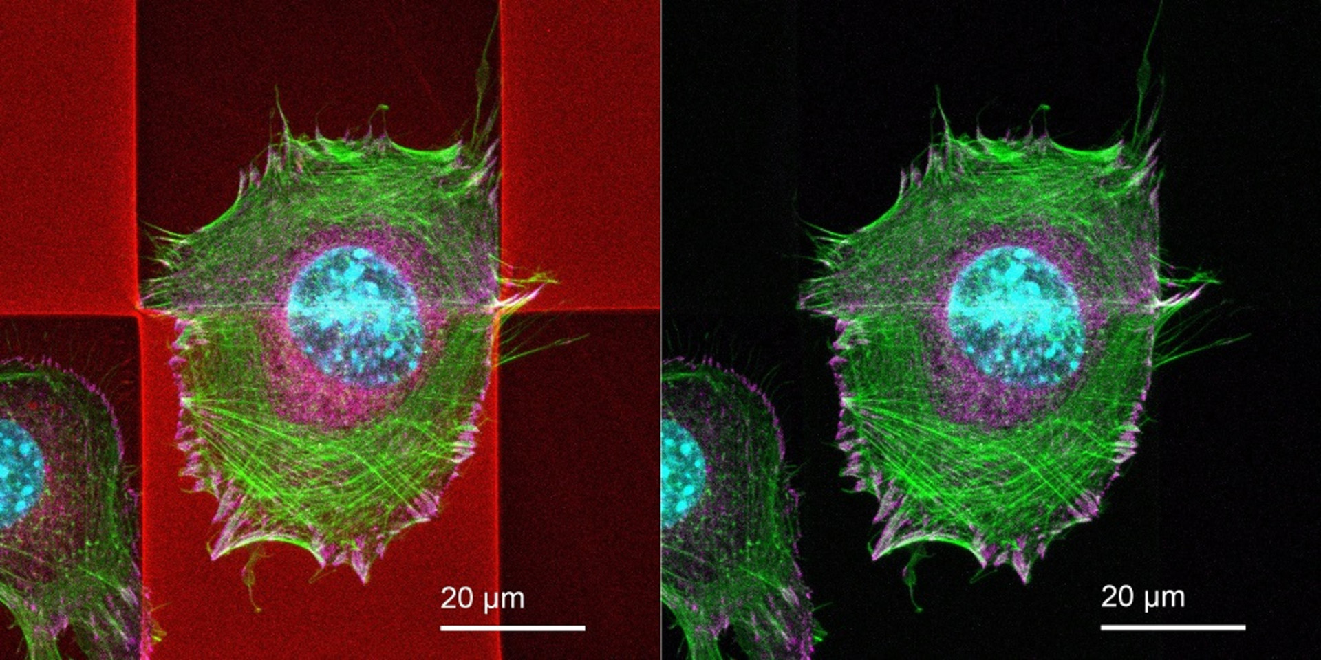 Nanoscribe IP-Visio biocompatible cell scaffolds