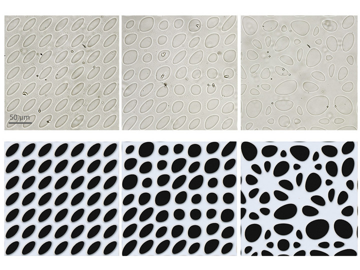 Animated GIF of 2.5D topographies printed by Quantum X bio with HA demonstrate the design freedom and flexibility from uniform to randomly structured membranes.