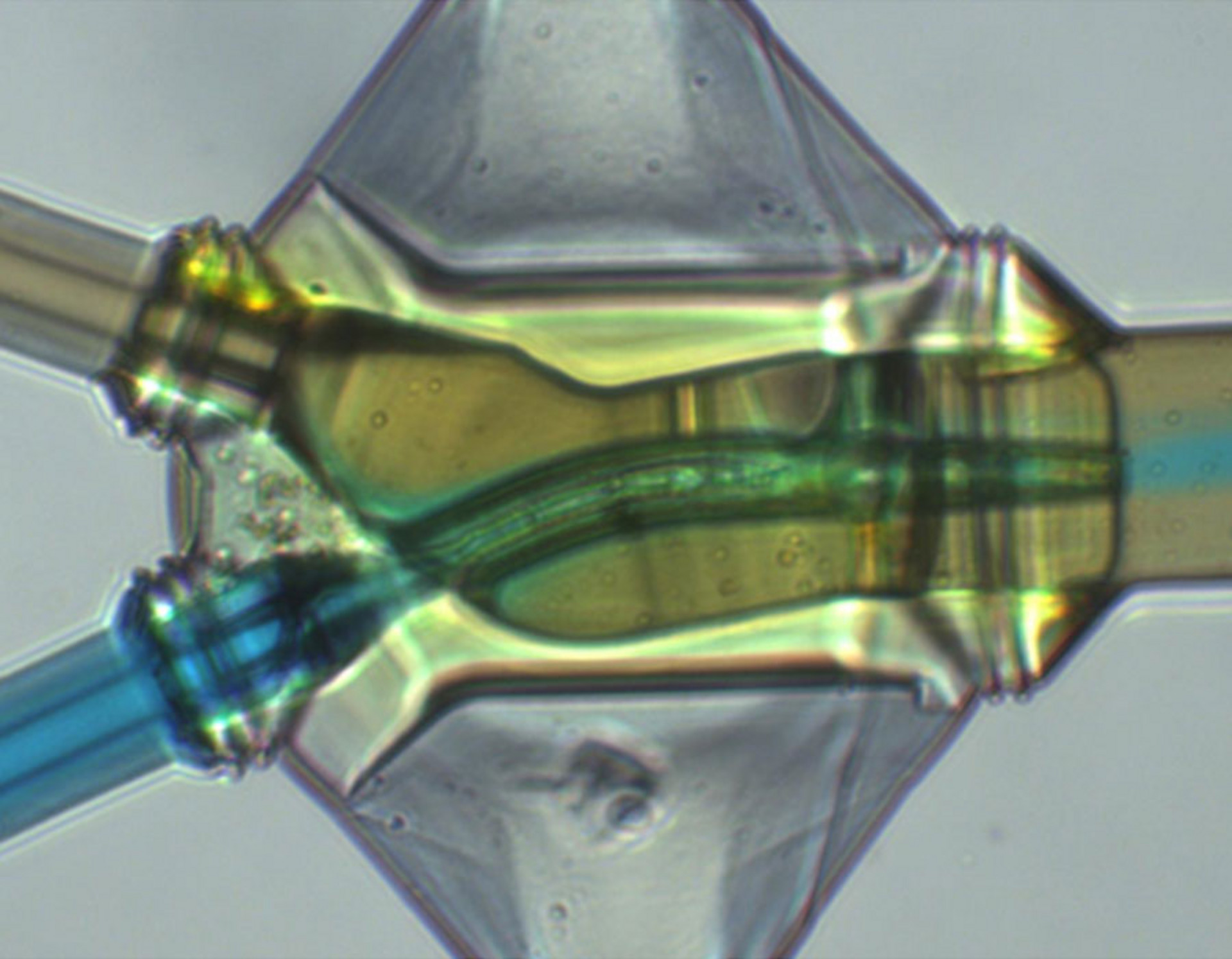 Optical micrograph of the 3D-printed spinneret