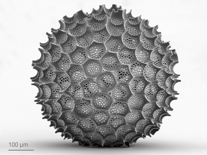 A true-scale replica of a butterfly egg using high-resolution 3D printing 