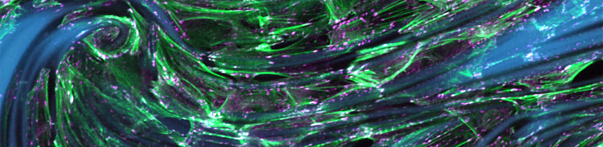 Create any cell environment with the design freedom, resolution and shape accuracy of Nanoscribe's 3D biofabrication technology using a wide range of bioresins.