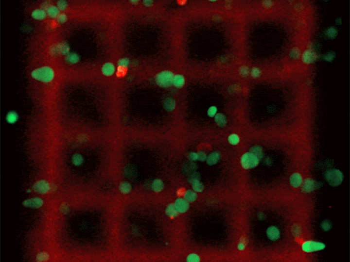 Konfokaler Fluoreszenzbildstapel eines 3D-gedruckten Gerüsts mit lebenden NIH-3T3-Fibroblastenzellen