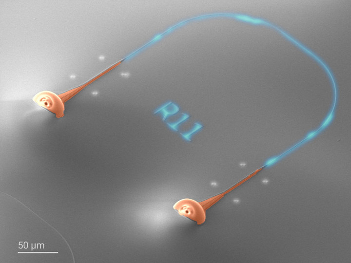 SEM image of a silicon nitride waveguide backloop