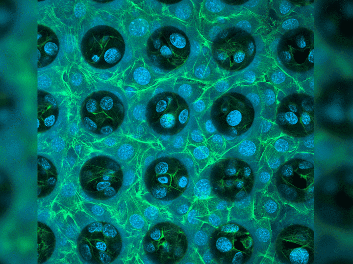 打印用于细胞培养的微孔阵列GIF动图（第一个：Quantum X镜头图像）。荧光NIH 3T3细胞附着在IP-S的生物相容性支架上并增殖（第二个：荧光显微镜图像）。