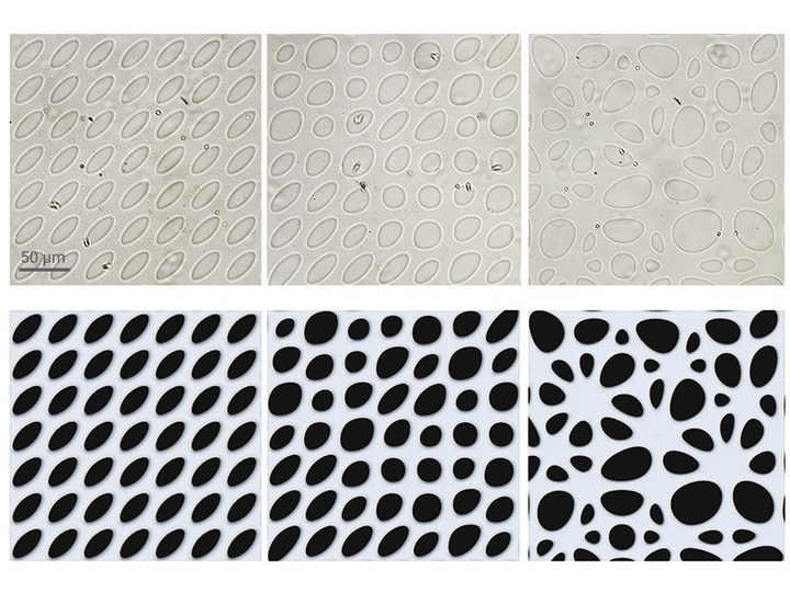 Animated GIF of 2.5D topographies printed with HA demonstrate the design freedom and flexibility from uniform to randomly structured membranes.