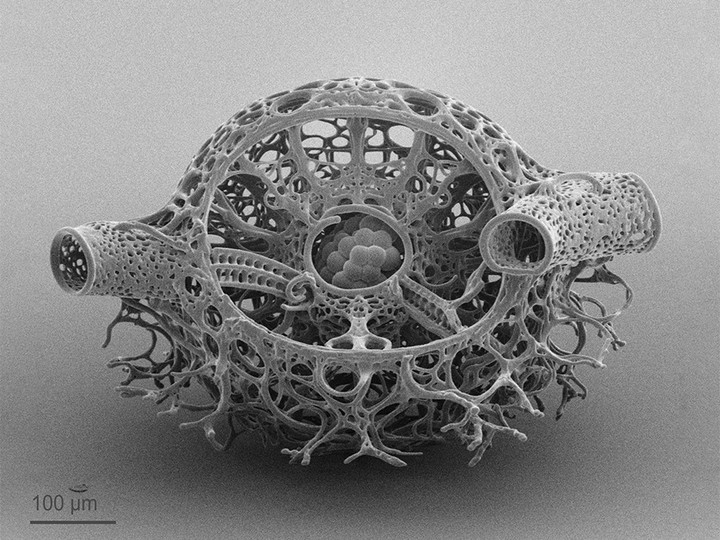 Microscale cell-inspired caffold with interconnected channels, open pores and tubular structures.