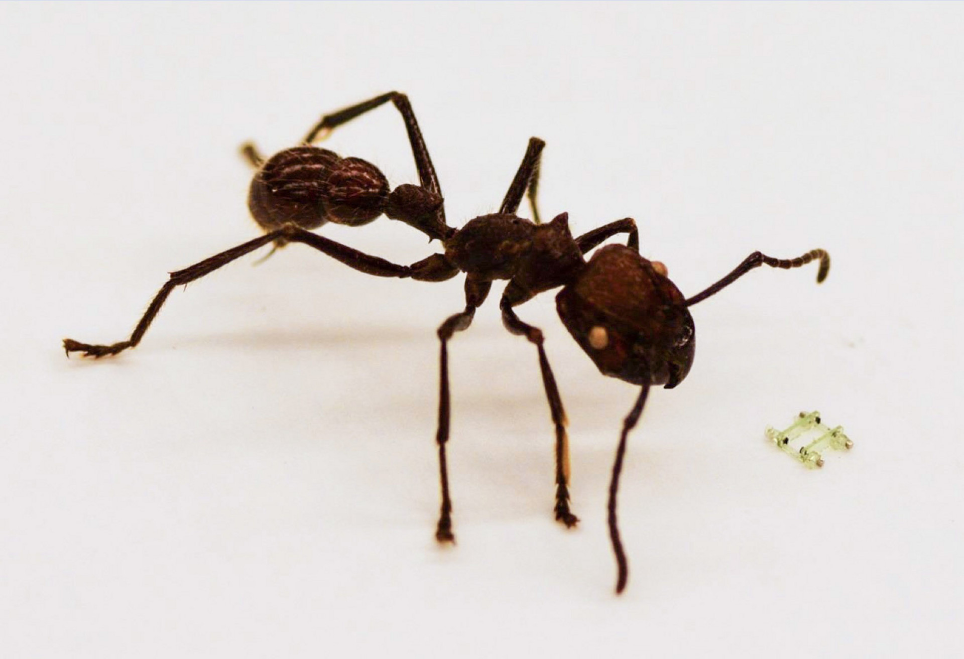 Extremely small 3D printed microrobot fabricated with Nanoscribe's 3D Microfabrication technology next to an ant