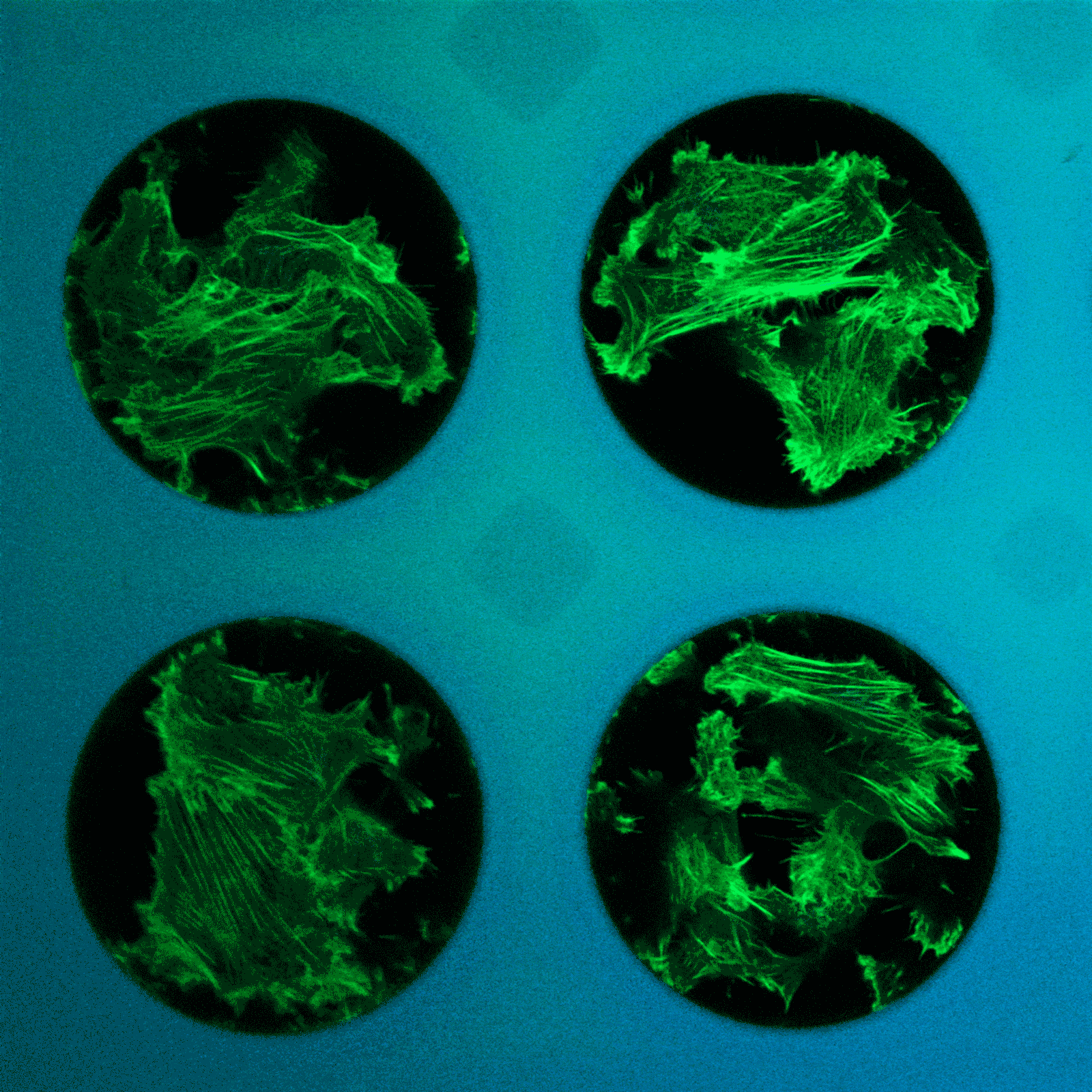 マイクロウェル内の染色細胞の垂直画像スタックアニメーション